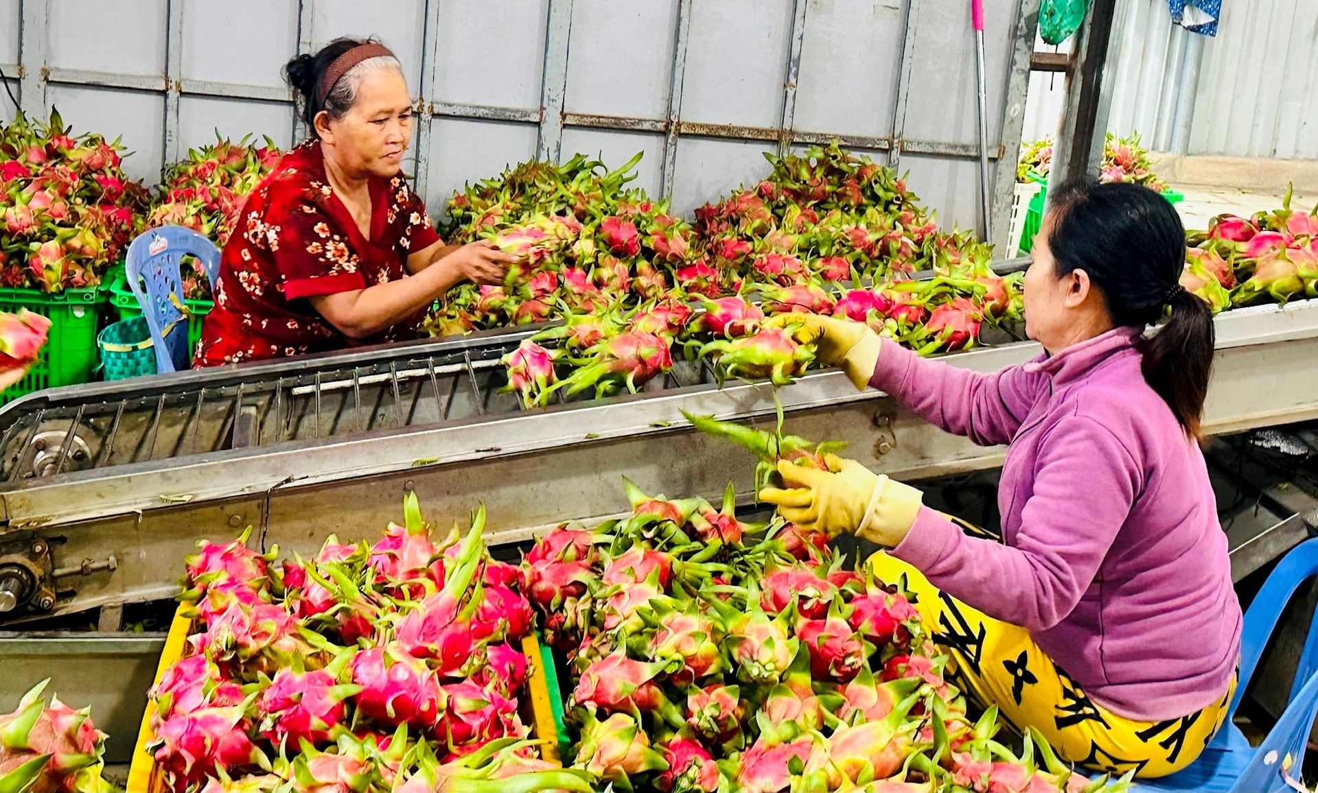 Lâm Đồng: Sản xuất thanh long VietGAP: Quyết tâm thực hiện trong thế khó