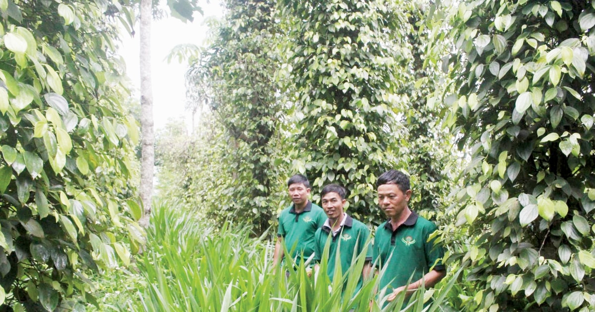 Lâm Đồng và mục tiêu phát triển sản phẩm hồ tiêu...