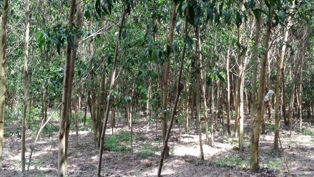 Lâm Đồng: Keo giâm hom: “Cú hích” kinh tế hộ khu vực duyên hải