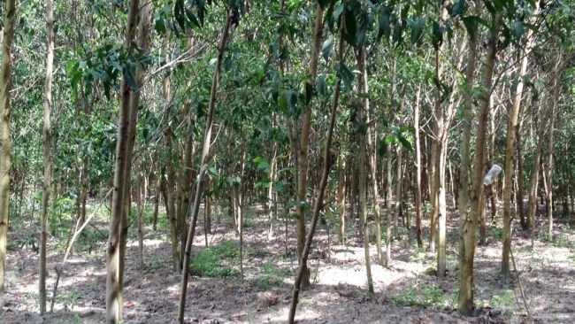 Lâm Đồng: Keo giâm hom: “Cú hích” kinh tế hộ khu vực duyên hải