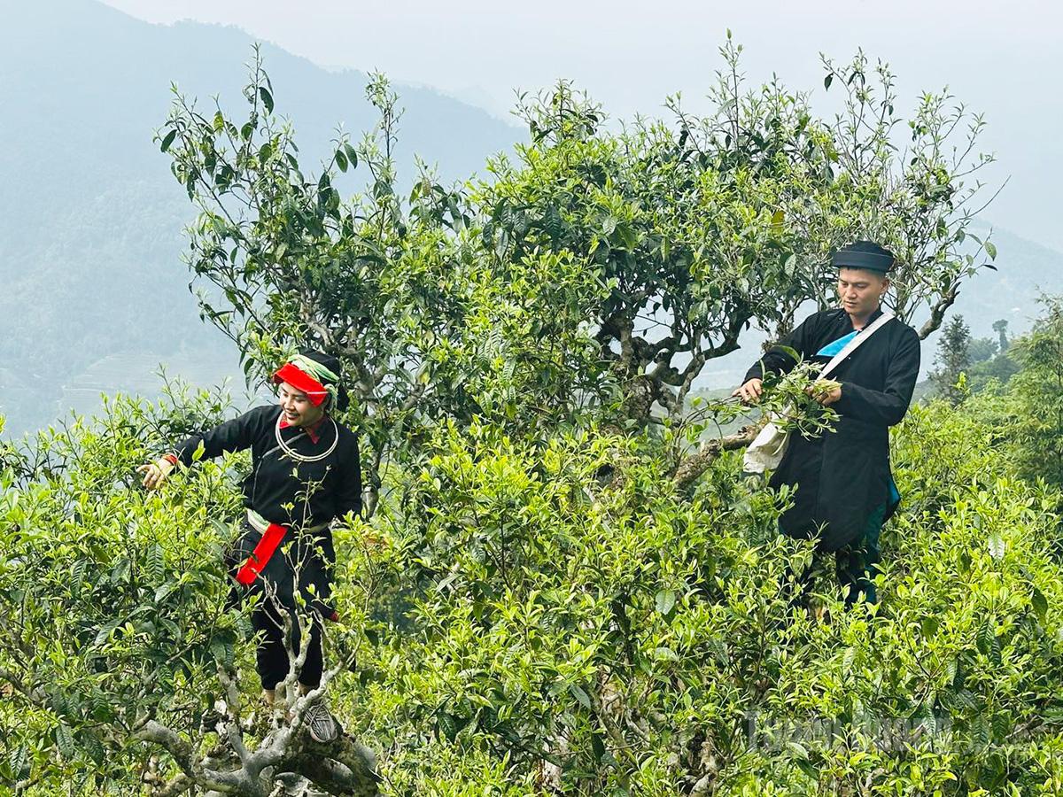 Tuyên Quang: “Vàng xanh” giữa đại ngàn Tây Côn Lĩnh