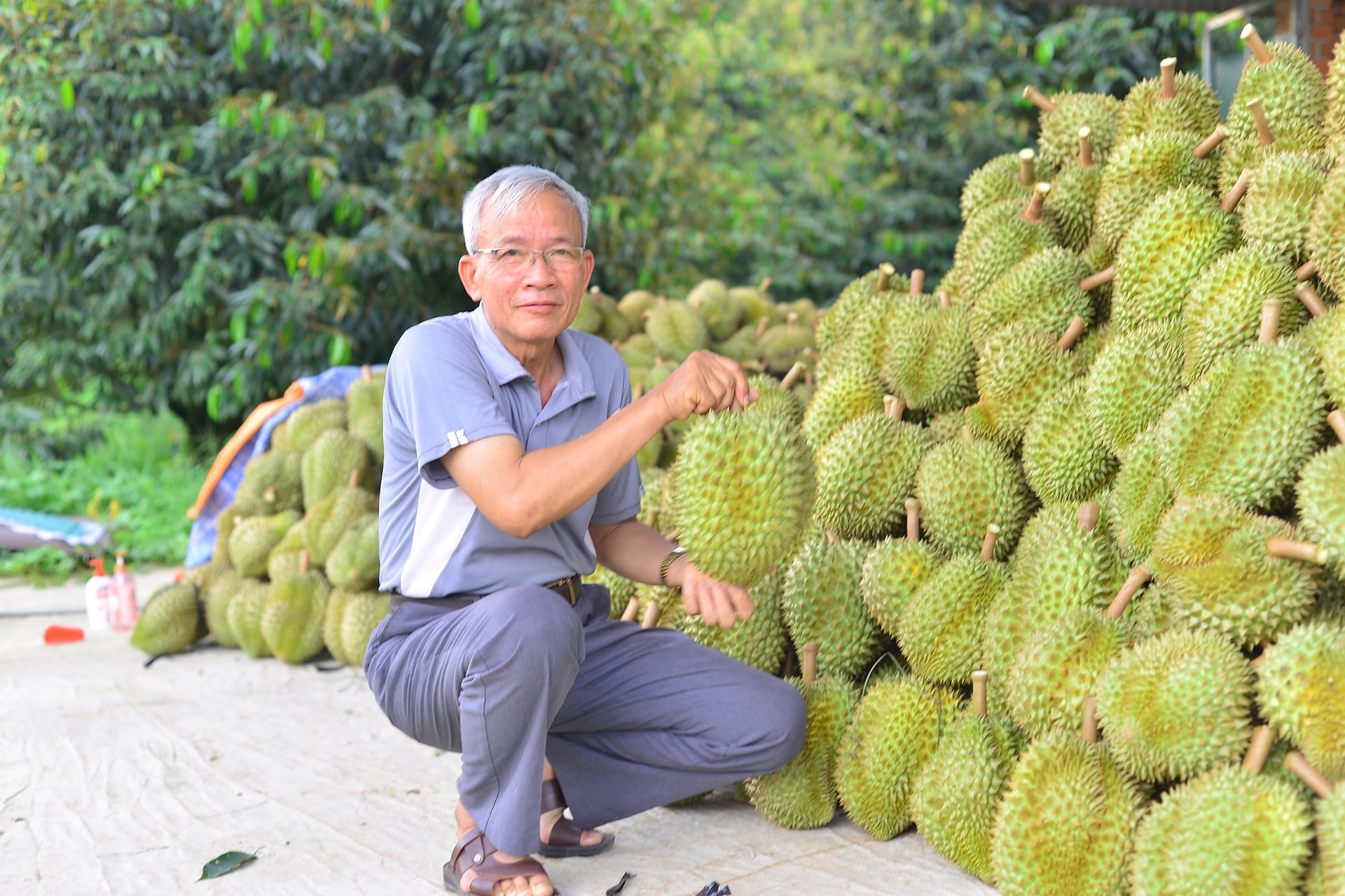 Lâm Đồng: Triển vọng từ “siêu vùng” sầu riêng của cả nước