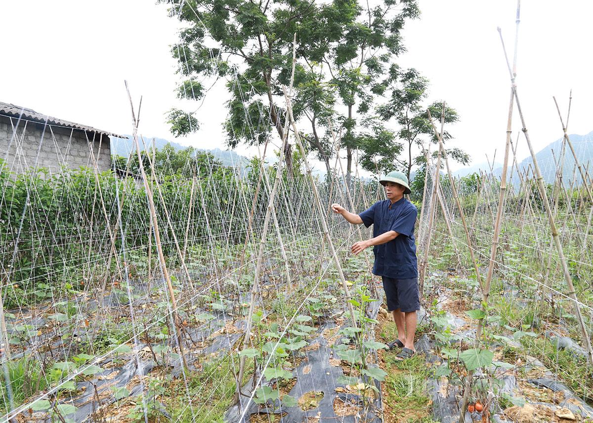 Tuyên Quang: Nghĩa Thuận chuyển đổi cơ cấu cây trồng