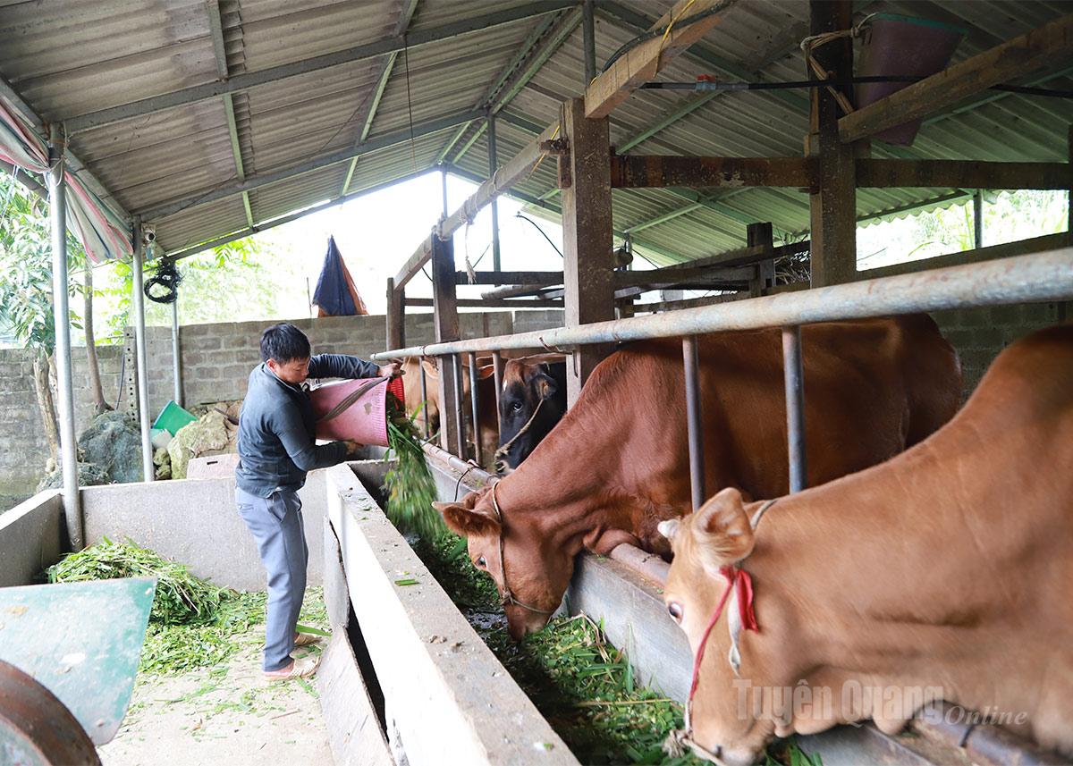 Tuyên Quang: Nghĩa Thuận chuyển đổi cơ cấu cây trồng