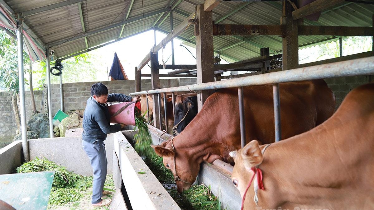 Tuyên Quang: Nghĩa Thuận chuyển đổi cơ cấu cây trồng