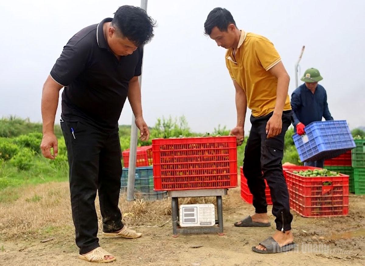 Tuyên Quang: Đổi đời từ cây chanh giấy ở Phú Lương