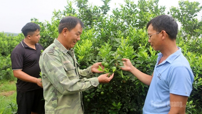 Tuyên Quang: Đổi đời từ cây chanh giấy ở Phú Lương