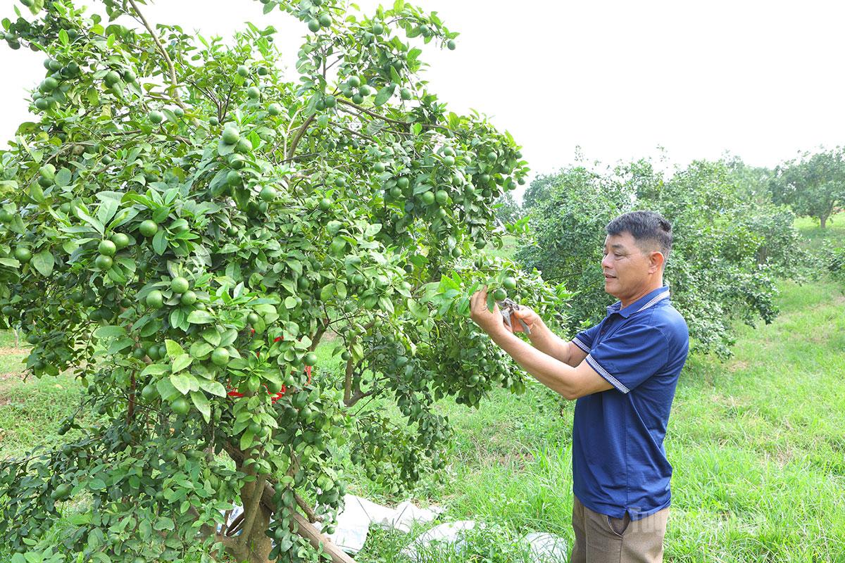 Tuyên Quang: Chuyển dịch tư duy để làm giàu ở Phú Lương