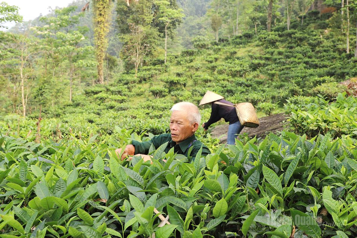 Tuyên Quang: Động lực phát triển kinh tế ở Khuôn Lùng