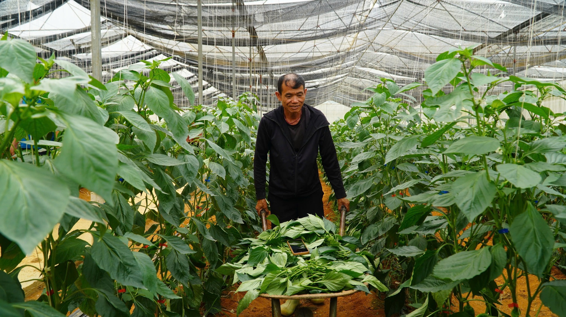 Lai Châu: Tiếp sức cho nông dân