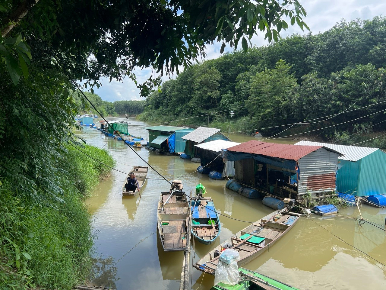 Lâm Đồng: “Sâm nước” sông La Ngà