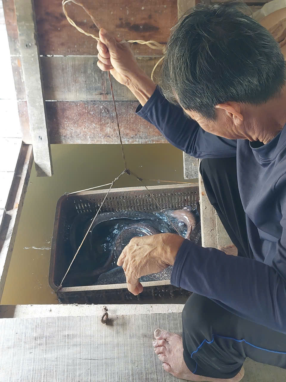 Lâm Đồng: “Sâm nước” sông La Ngà