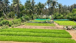 Lâm Đồng: Rau xanh trên đảo Phú Quý