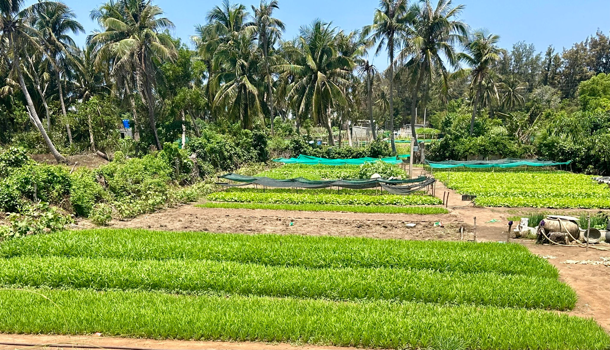 Lâm Đồng: Rau xanh trên đảo Phú Quý