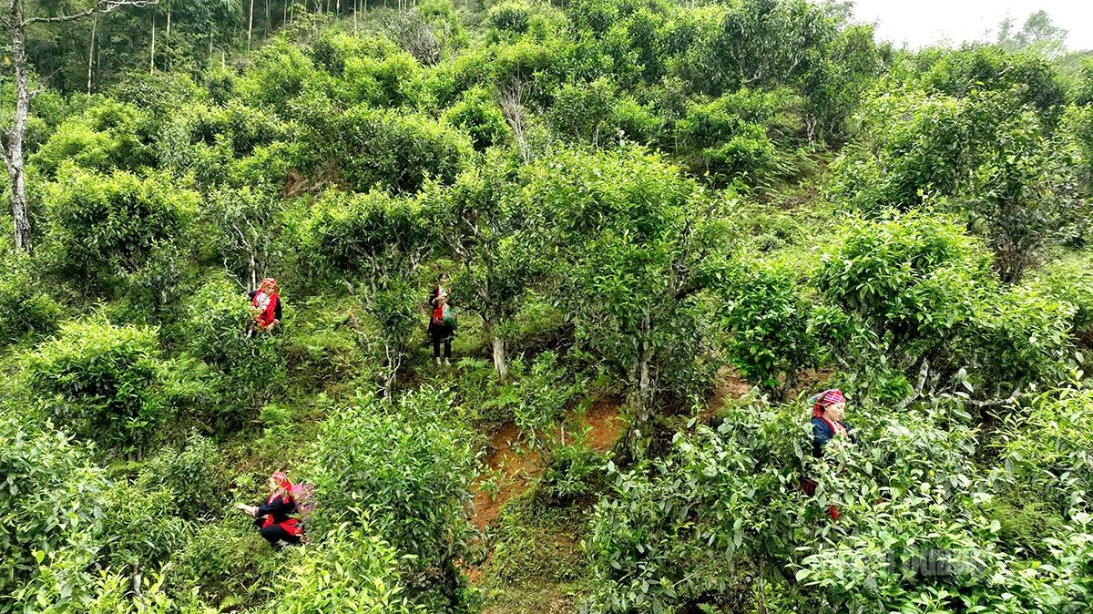 Tuyên Quang: Đánh thức lợi thế bản địa