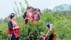 Tuyên Quang: Bứt phá từ lợi thế địa phương