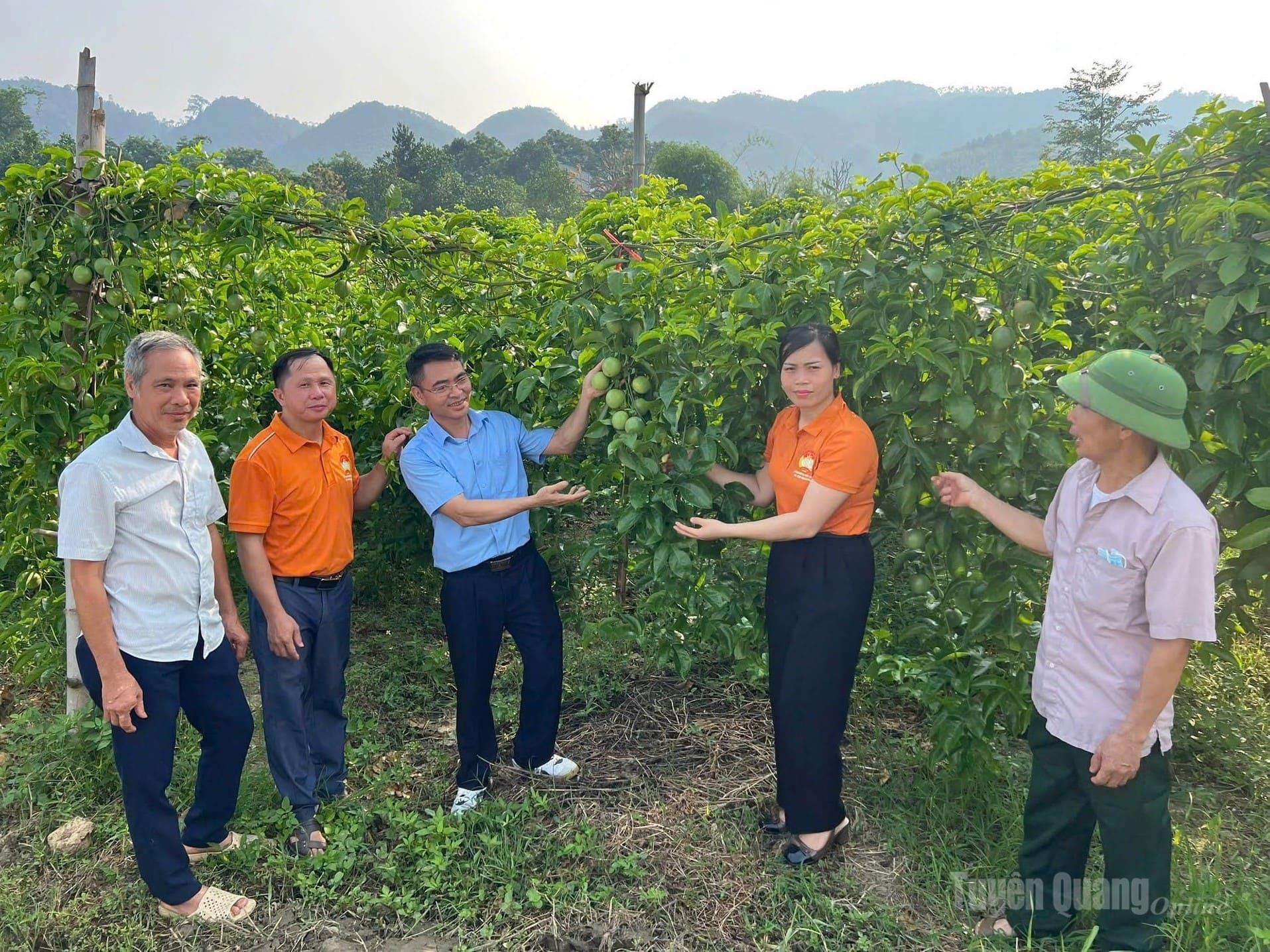 Mô hình trồng chanh dây tại xã Yên Nguyên đã mang lại nguồn thu nhập ổn định cho người dân  trên địa bàn