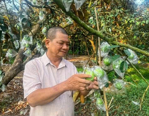 Cần Thơ: Tiên phong đưa vú sữa tím xuất ngoại