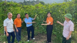 Tuyên Quang: Mở hướng làm giàu từ cây chanh dây