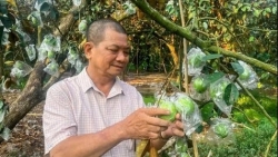 Cần Thơ: Tiên phong đưa vú sữa tím xuất ngoại