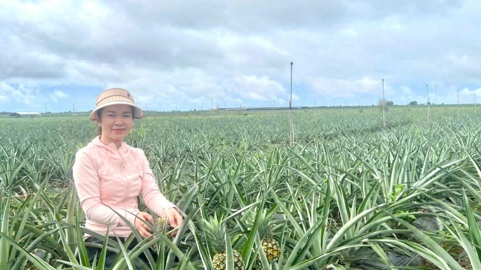 Lâm Đồng: Trồng dứa mật trên vùng cát ven biển