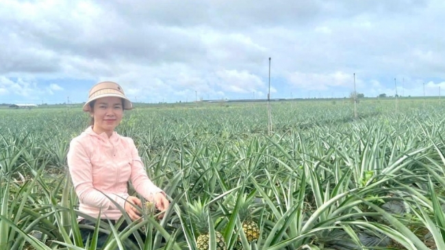 Lâm Đồng: Trồng dứa mật trên vùng cát ven biển