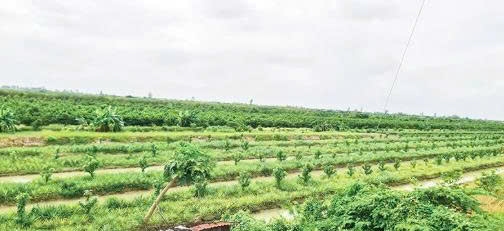 Cần Thơ: Phát huy hiệu quả mô hình chuyển đổi sản xuất trên đất lúa kém hiệu quả