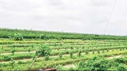 Cần Thơ: Phát huy hiệu quả mô hình chuyển đổi sản xuất trên đất lúa kém hiệu quả
