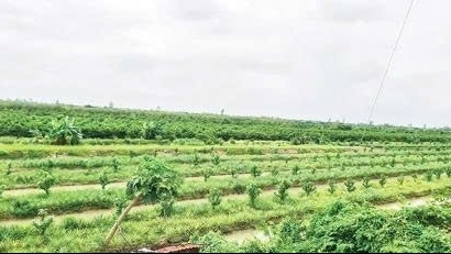 Cần Thơ: Phát huy hiệu quả mô hình chuyển đổi sản xuất trên đất lúa kém hiệu quả