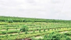 Cần Thơ: Phát huy hiệu quả mô hình chuyển đổi sản xuất trên đất lúa kém hiệu quả