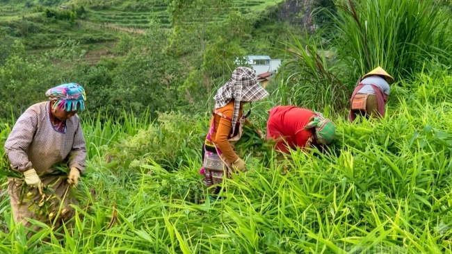Tuyên Quang: Xây dựng chuỗi giá trị nông sản