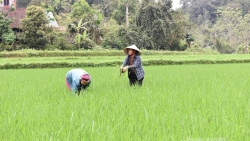 Tuyên Quang: Bám đồng chăm lúa, hướng tới vụ mùa bội thu