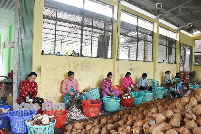 Bến Tre: Thạnh Phú nâng cao chuỗi giá trị sản phẩm nông nghiệp chủ lực