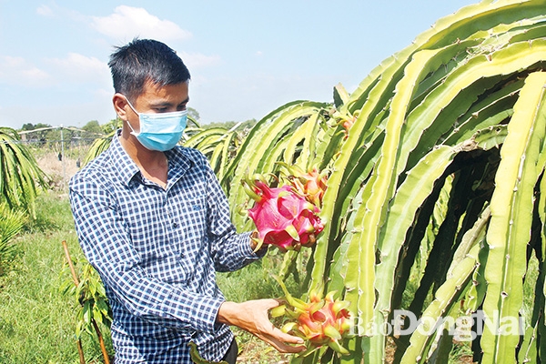 Đồng Nai: Tăng trưởng nông nghiệp thuộc tốp đầu cả nước