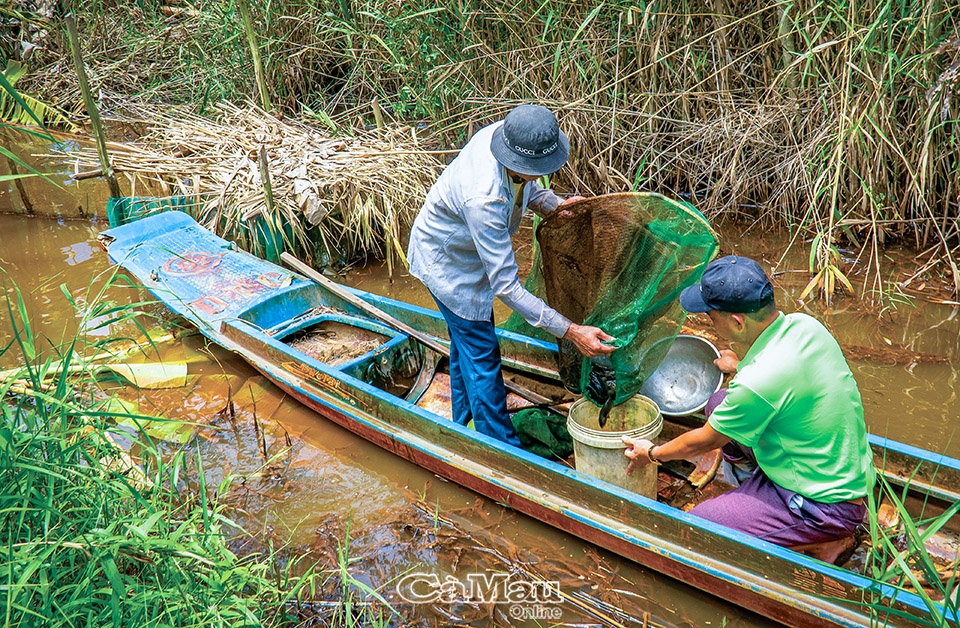 Cà Mau: Đặt dớn ở rừng U Minh