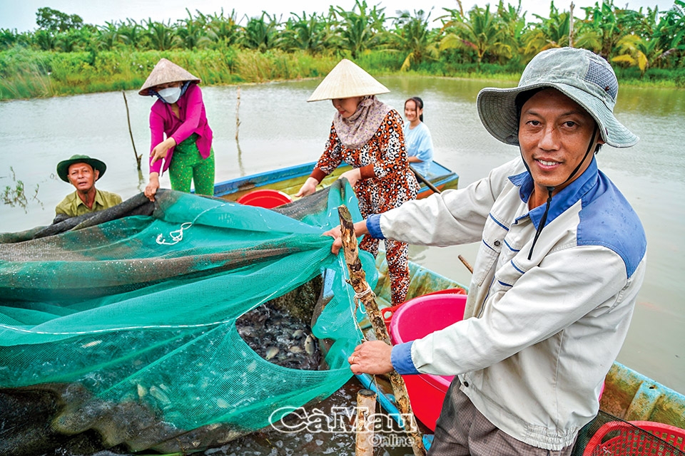 Cà Mau: Nuôi cá trong dèo lưới thu lãi cao