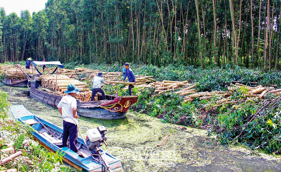 Cà Mau: Phát huy thế mạnh kinh tế rừng
