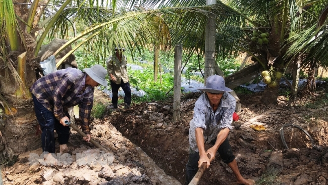 Bến Tre: Tập trung xây dựng vùng nguyên liệu dừa bền vững