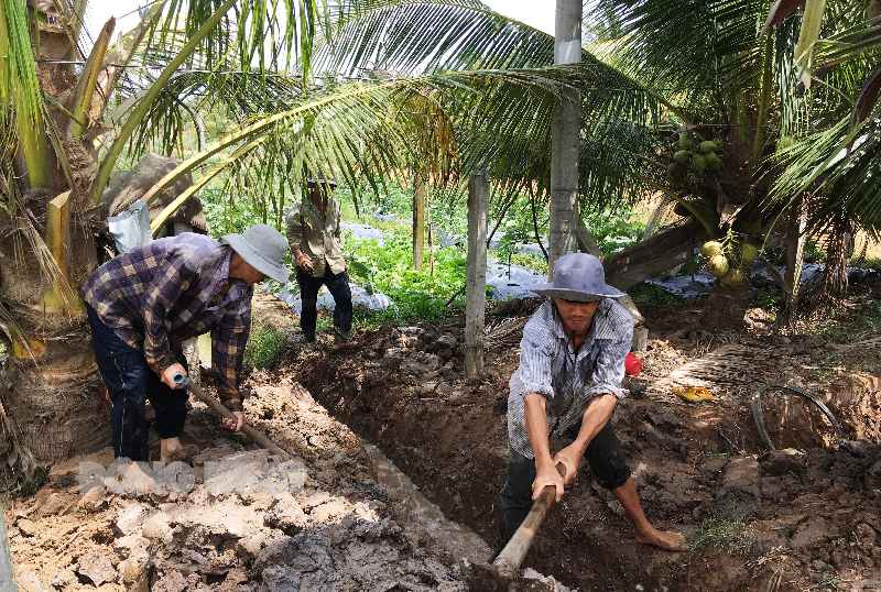Người dân chú trọng canh tác vườn dừa theo hướng hữu cơ.