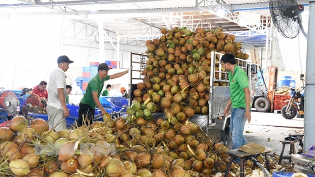 Bến Tre: Chuẩn bị xuất khẩu lô dừa đầu tiên sang thị trường Mỹ