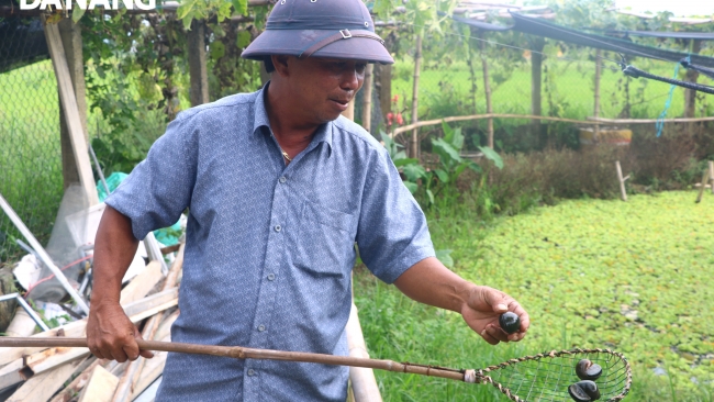 Đà Nẵng: Phát triển kinh tế từ mô hình nuôi ốc bươu đen