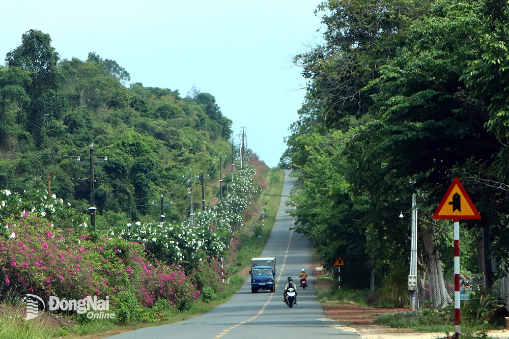 Tuyến đường tỉnh 761 - một trong những tuyến đường xuyên rừng rất đẹp của Đồng Nai. Ảnh: N.Liên