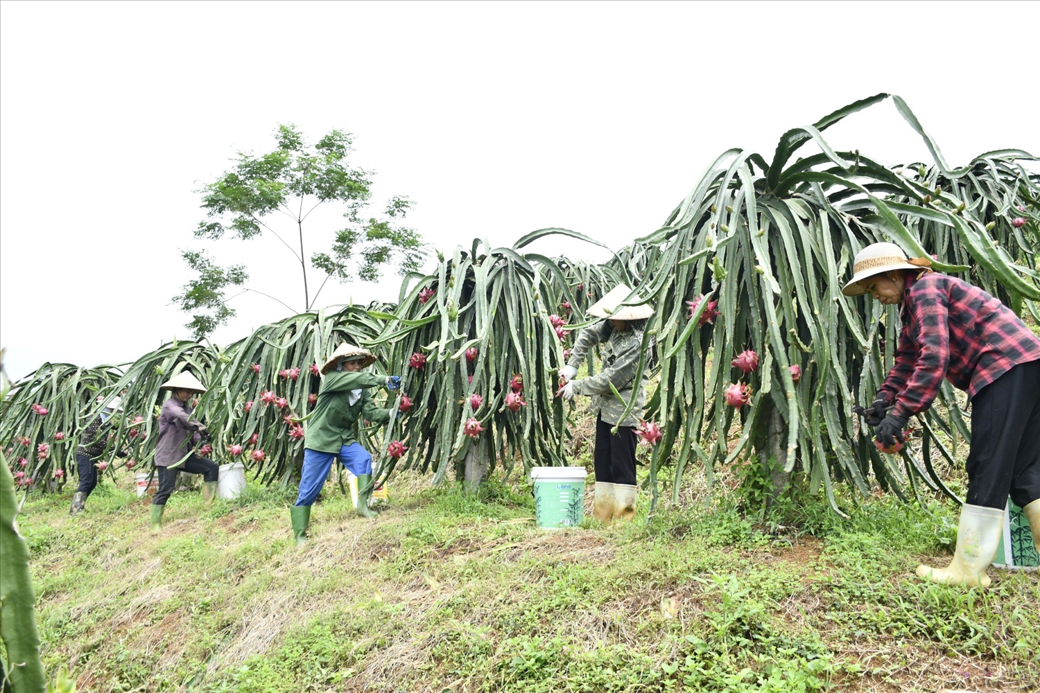 Con đường riêng của tỷ phú thanh long