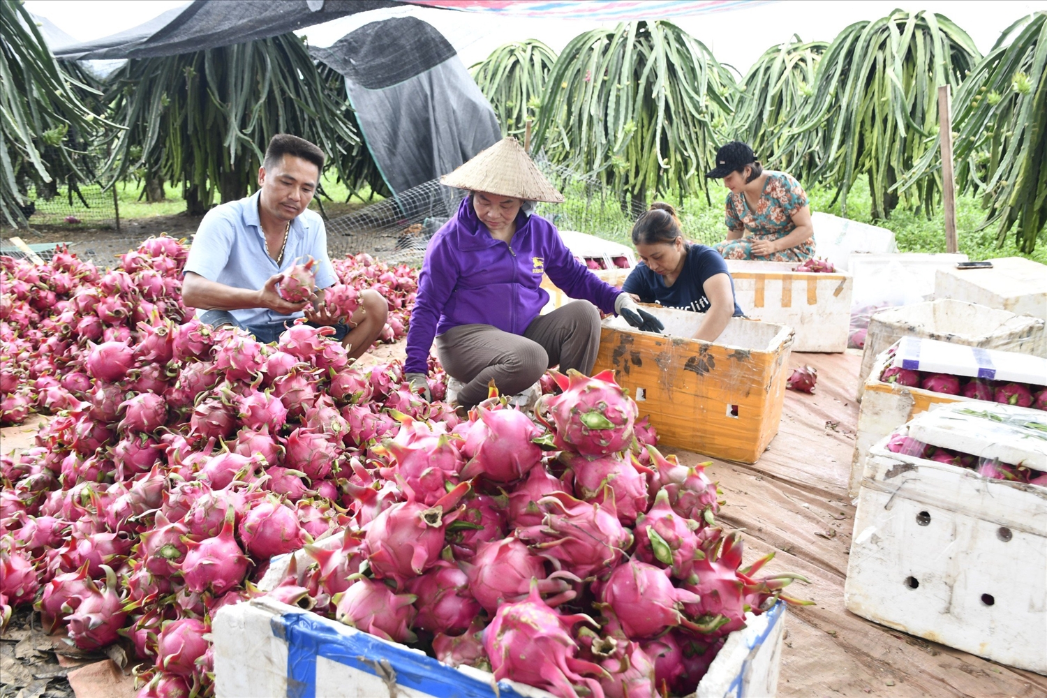 Con đường riêng của tỷ phú thanh long