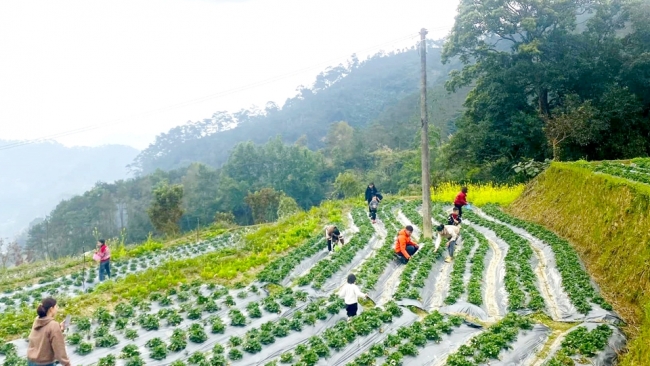 Hà Giang: Hoàng Su Phì triển khai hiệu quả các chương trình nông nghiệp trọng tâm