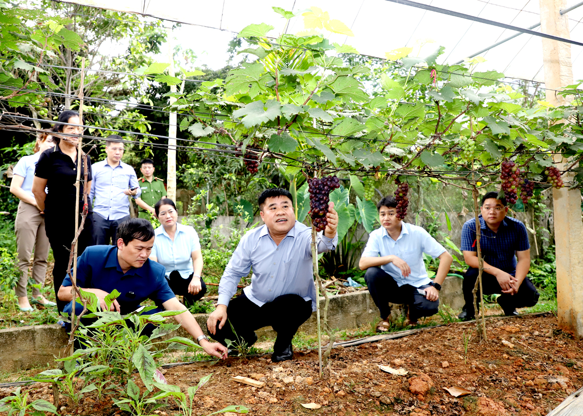 Hà Giang: Hướng đến nền nông nghiệp xanh