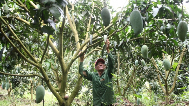 Lâm Đồng: Ứng dụng khoa học - công nghệ trong sản xuất nông nghiệp