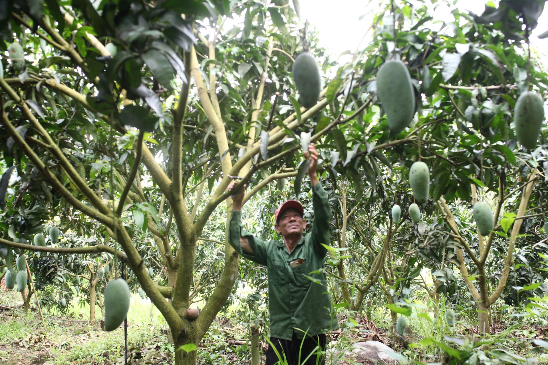 Lâm Đồng: Ứng dụng khoa học - công nghệ trong sản xuất nông nghiệp