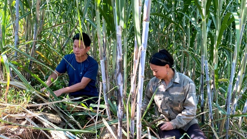 Lai Châu: Mô hình liên kết trồng mía