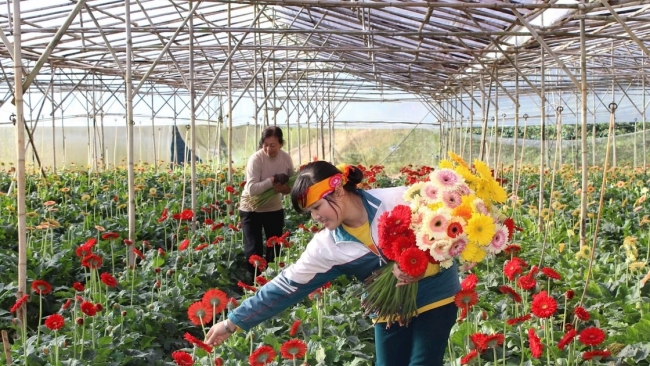 Lâm Đồng: Kỳ vọng “thủ phủ hoa” vươn mình khẳng định vị thế